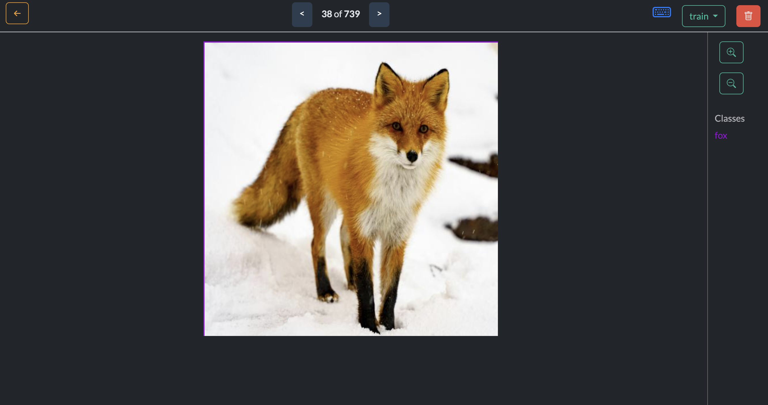 fox in the snow