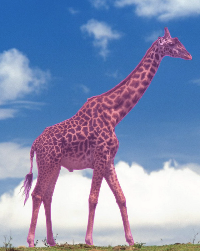 Giraffe