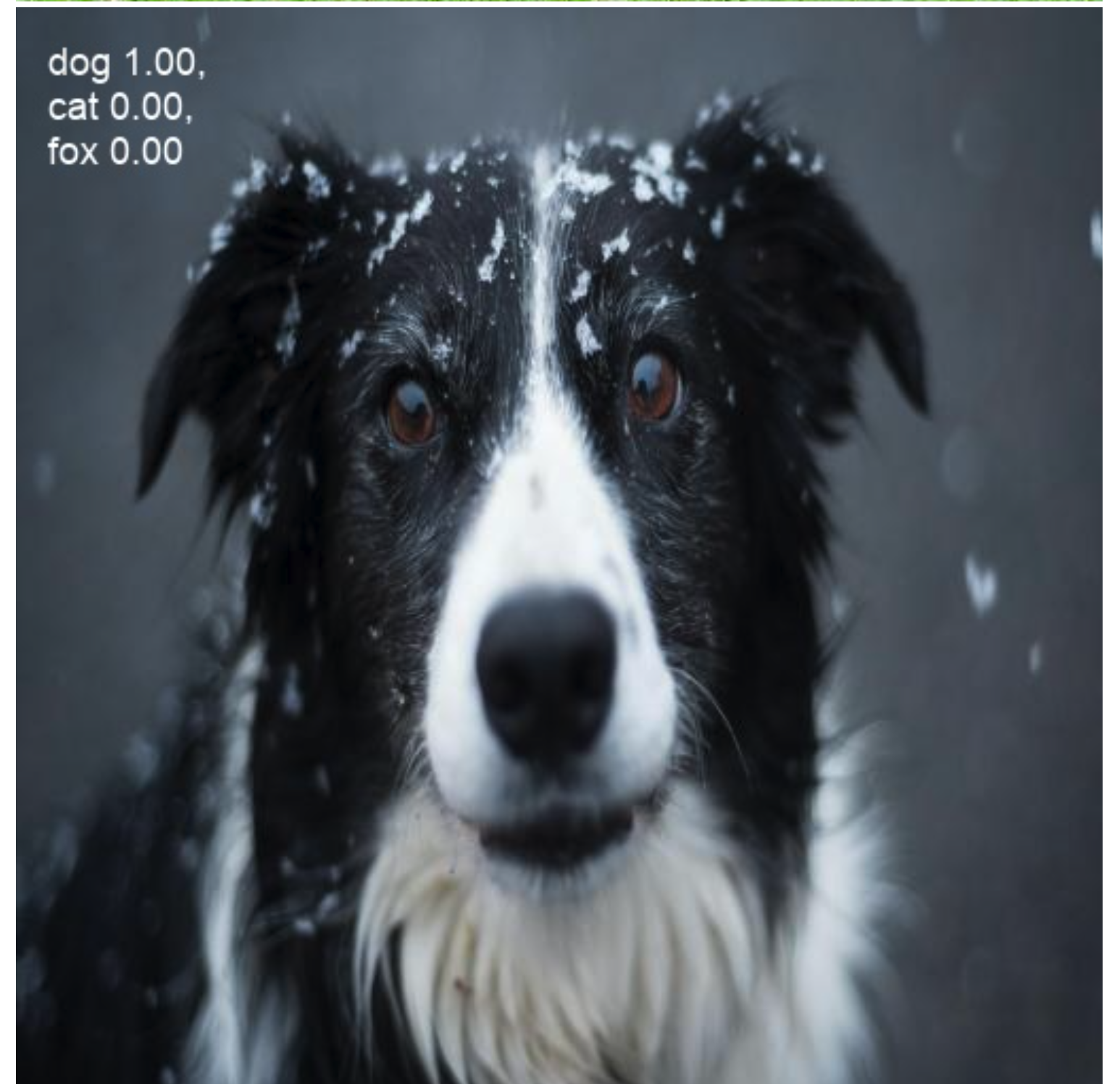 its a dog