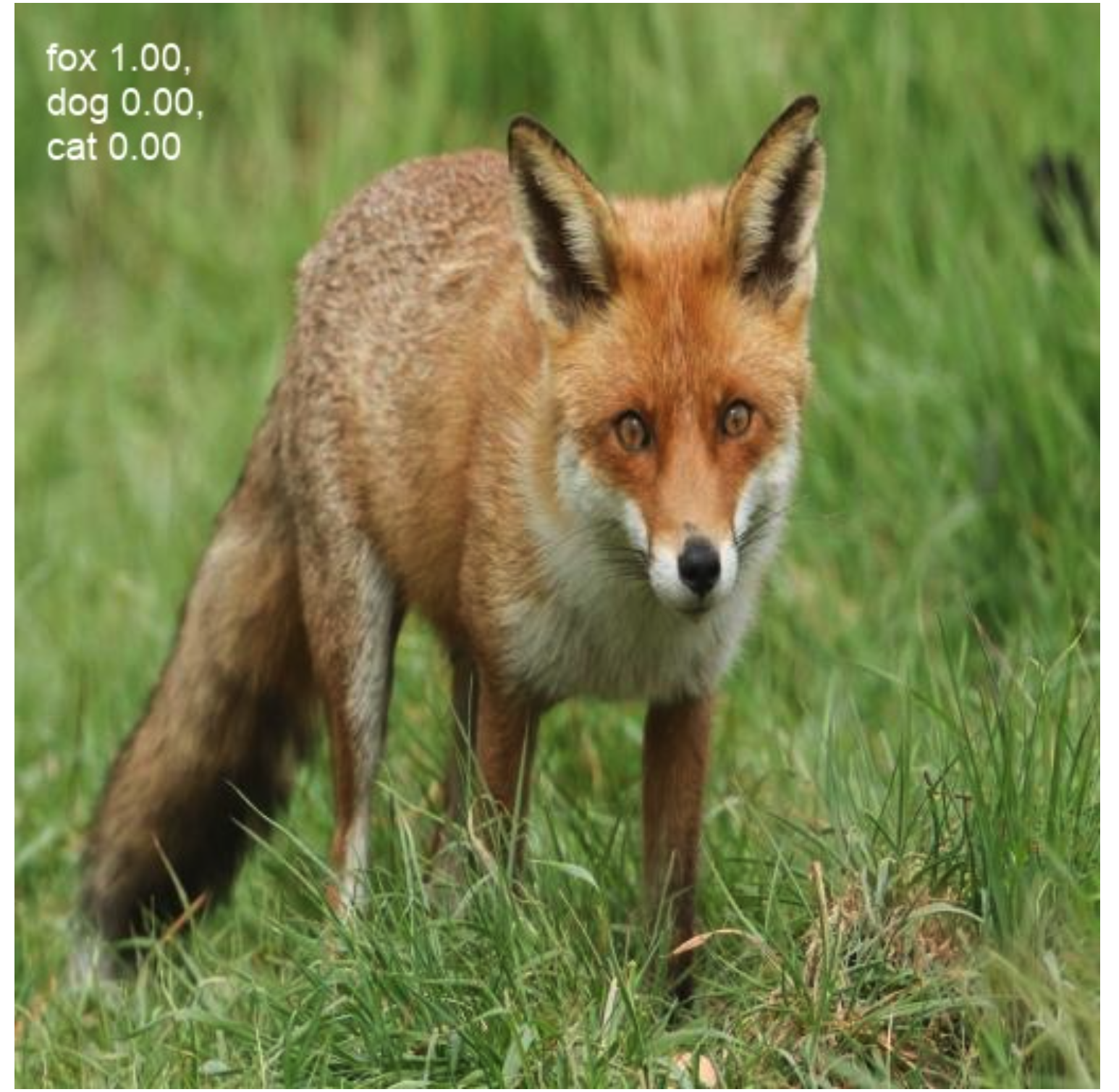 its a fox