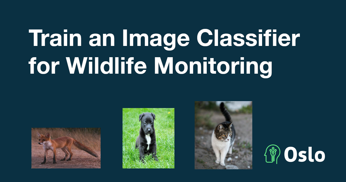 How to Train an Image Classifier for Wildlife Monitoring